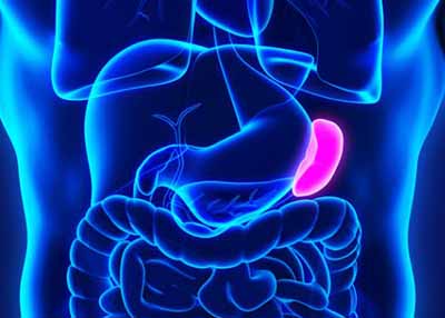 Immagine del posizionamento della milza nel corpo umano Immagine del posizionamento della milza nel corpo umano