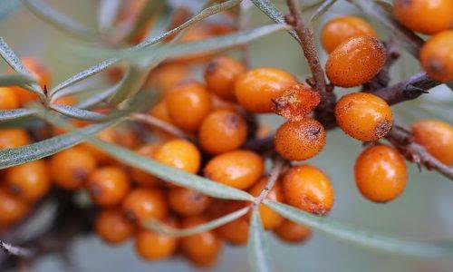 Immagine olivello spinoso