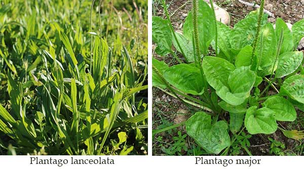 Immagine della piantaggine: Plantago lanceolata e Plantago major Immagine della piantaggine: Plantago lanceolata e Plantago major