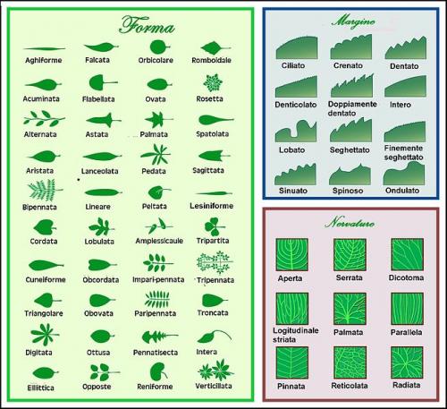 Foglia_Morfologia